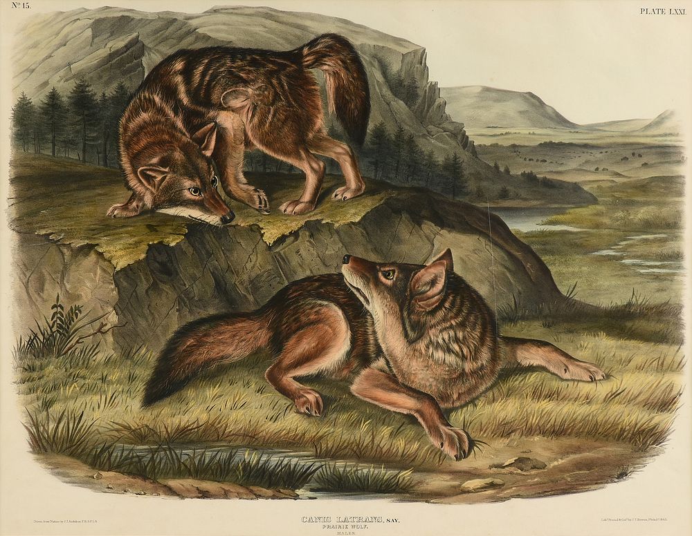 Appraisal: JOHN JAMES AUDUBON American - A LITHOGRAPH Canis Latrans Say