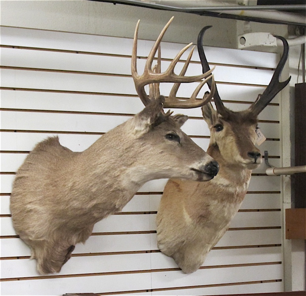 Appraisal: TWO NORTHWEST GAME TROPHY MOUNTS pronghorn antelope and mule deer