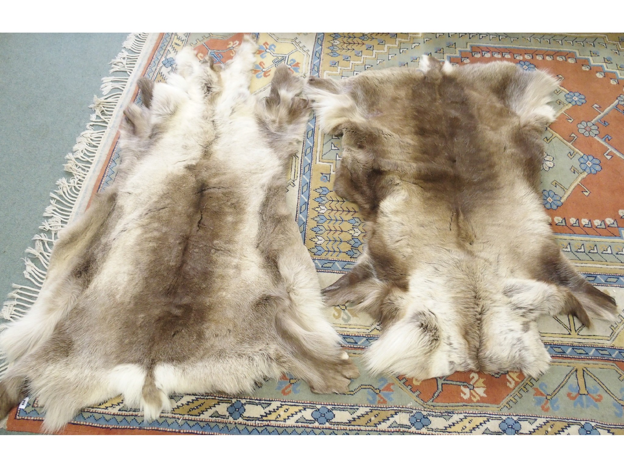 Appraisal: Two fur pelts