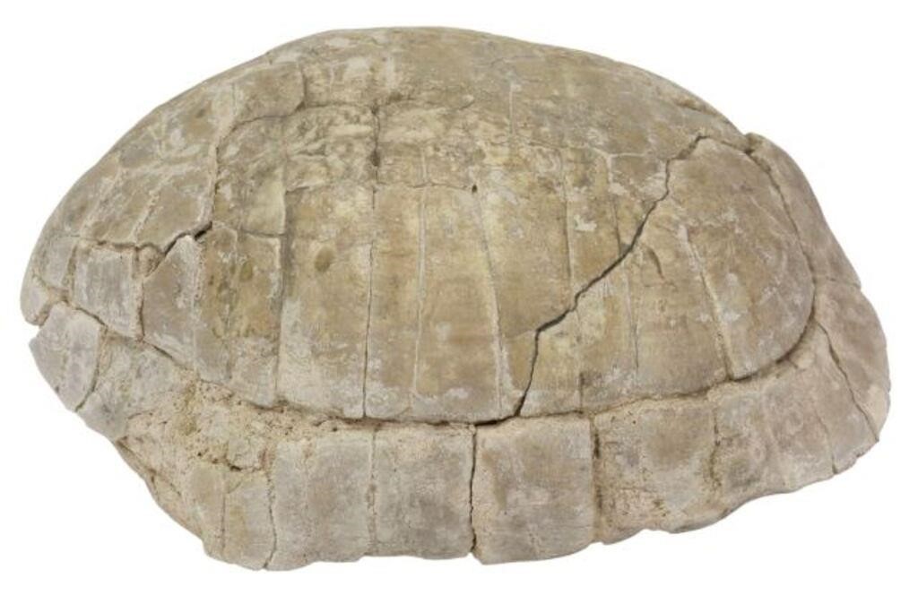 Appraisal: Tortoise fossil Genus Stylemis Oligocene period North Dakota some glue