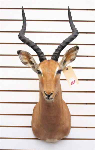 Appraisal: AFRICAN GAME TROPHY HEAD SHOULDER MOUNT an Impala antelope with