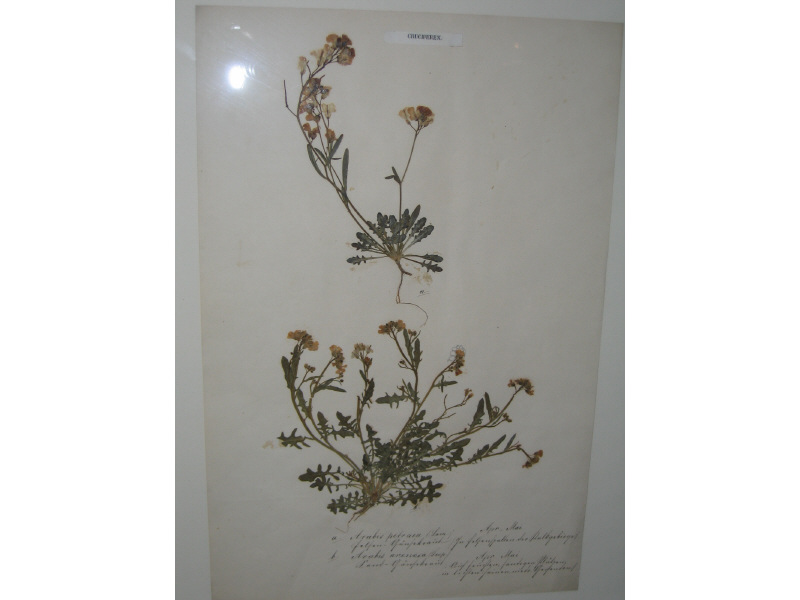 Appraisal: FOUR DRIED BOTANICALS TH CENTURY Collection of five framed collections