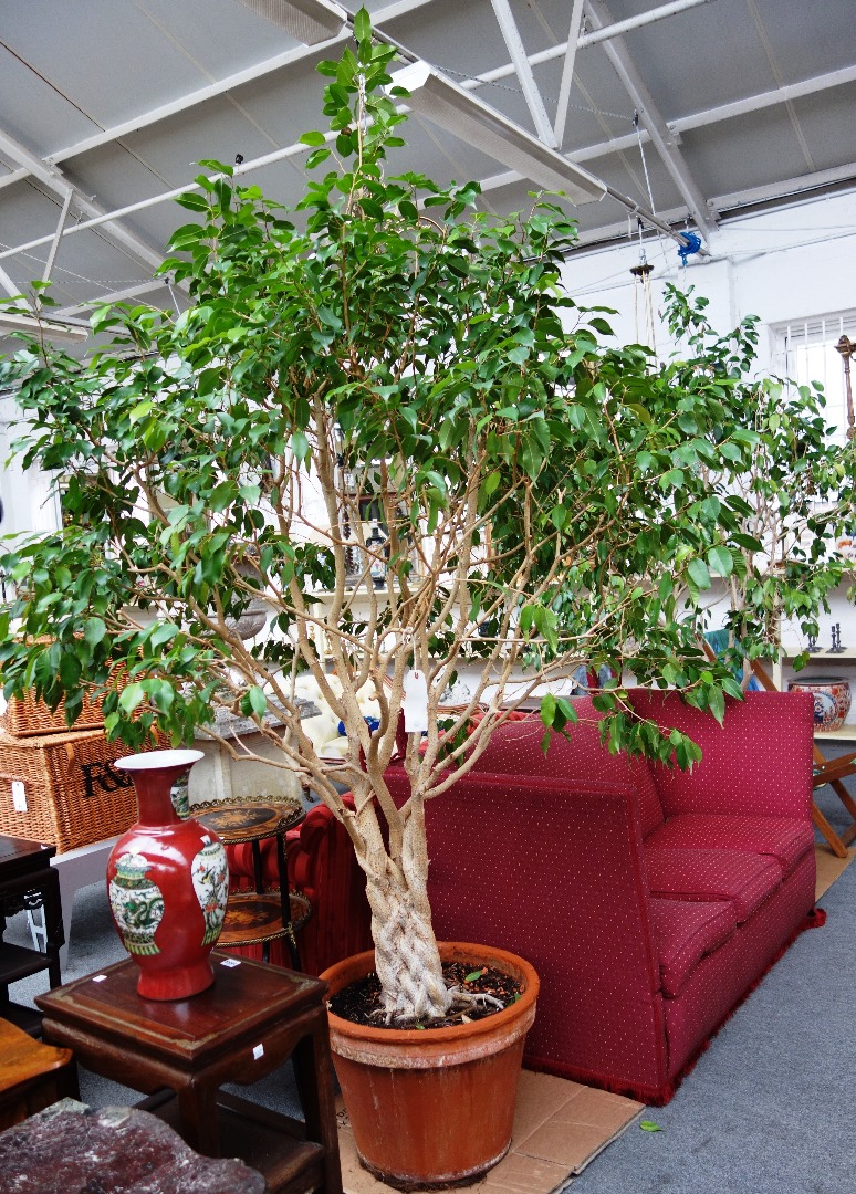 Appraisal: A pair of indoor Ficus trees each with platted trunk