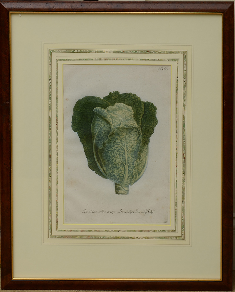 Appraisal: Johan Wilhelm Weinmann - Cabbages Two engravings on laid paper