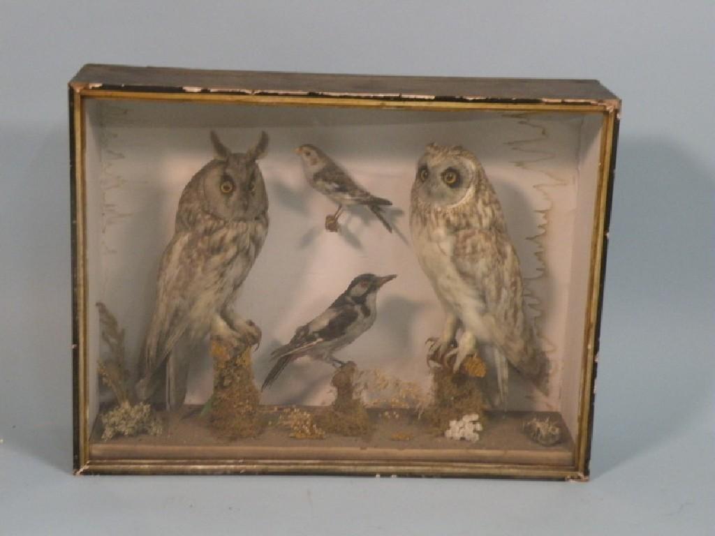 Appraisal: Two taxidermied Great Horned owls a jay etc in a