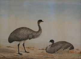 Appraisal: Neville Henry Pennington Cayley - Emus watercolour signed 'Neville Cayley