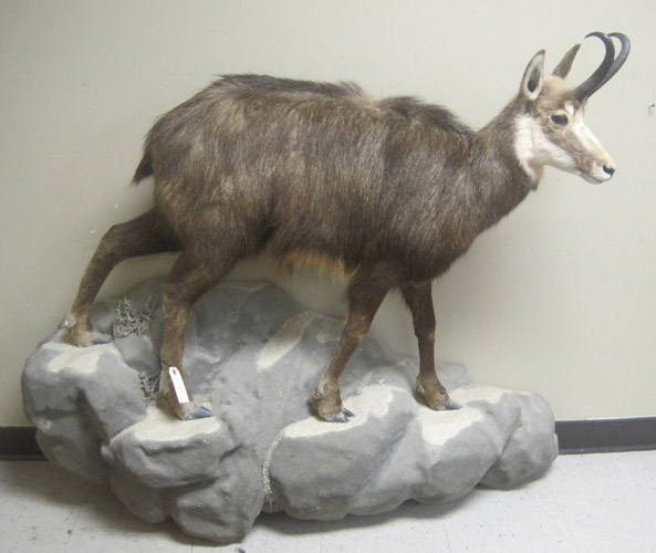 Appraisal: EURASIAN CHAMOIS TAXIDERMY MOUNT a full mount standing on wall-mount