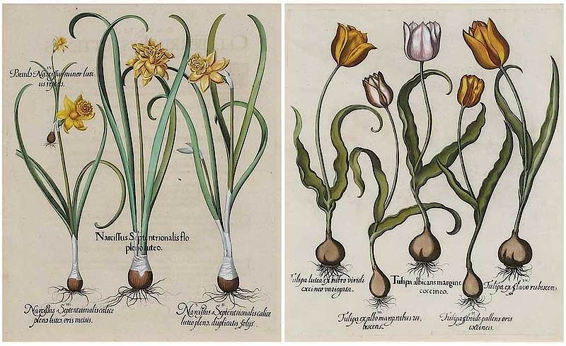 Appraisal: Basilius Besler German Two plates I Narcissus Septentrionalis flo pleno