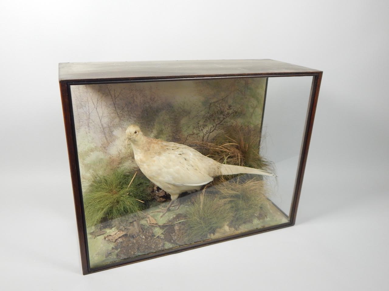 Appraisal: A taxidermied female pheasant by Spicer Sons of Leamington Spa