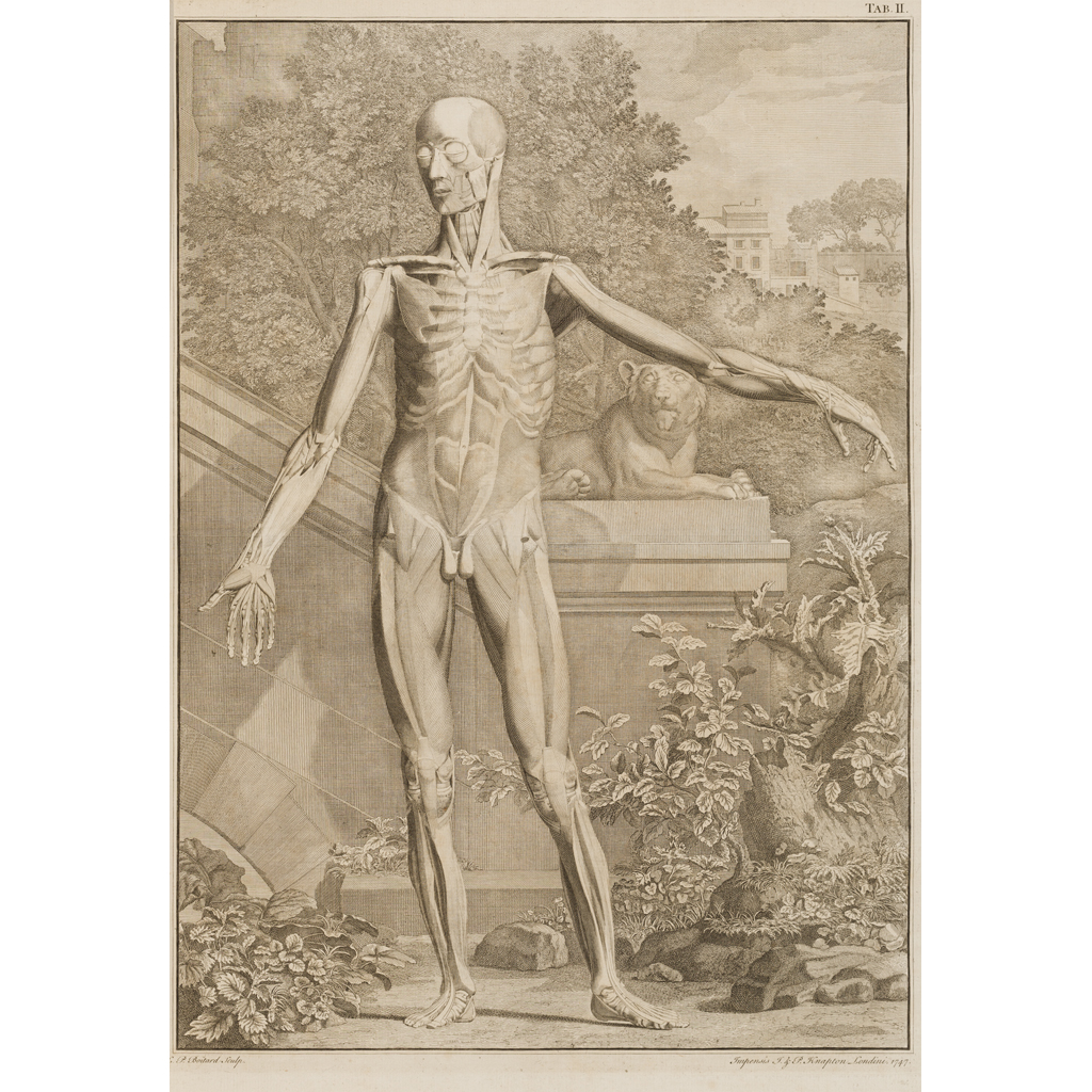 Appraisal: Albinus Bernard Siegfried Tables of the skeleton and muscles of