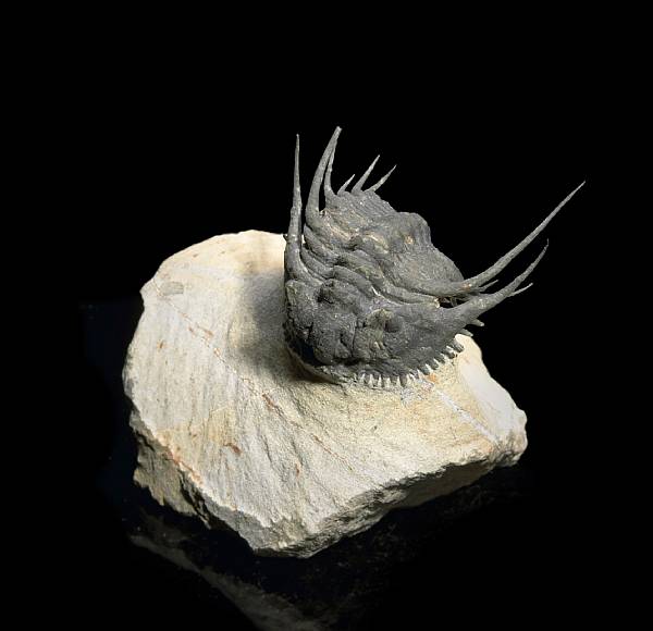 Appraisal: Leonaspis Devonian Morocco Resembling a Paleozoic porcupine this million year-old