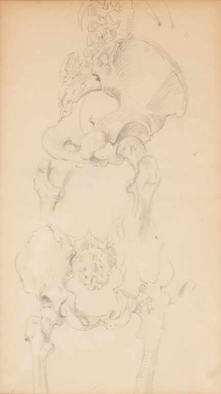 Appraisal: Reginald Marsh American - Anatomical Sketch of Two Pelvis Bones