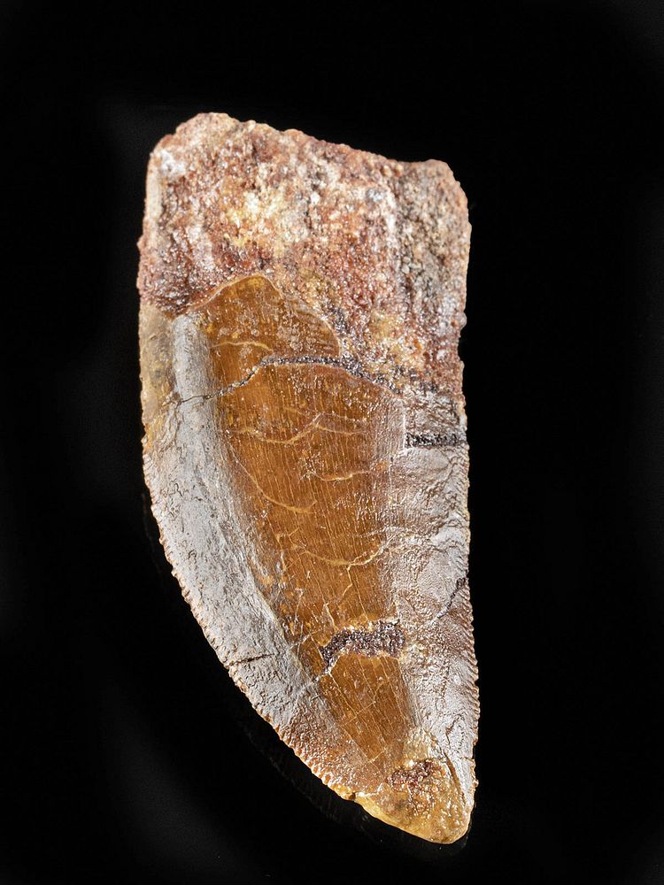 Appraisal: Fossilized Carcharodontosaurus Dinosaur Tooth First Time At Auction North Africa