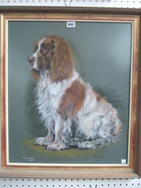 Appraisal: Marjorie Cox - 'Tango' a seated springer spaniel pastel signed