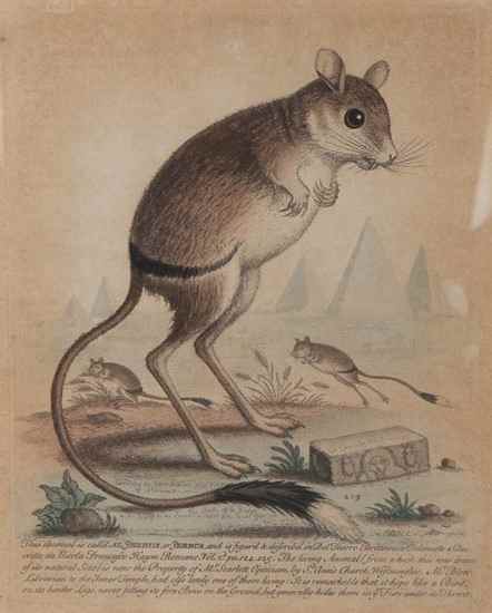 Appraisal: Peter Mazell -c Common Rat Norway Rat Shrew Mouse original