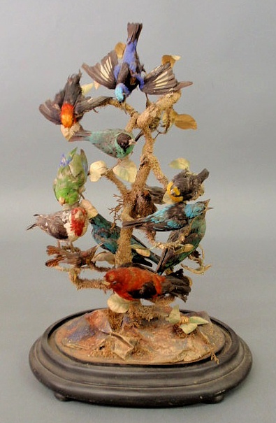 Appraisal: Victorian tree and exotic bird taxidermy h