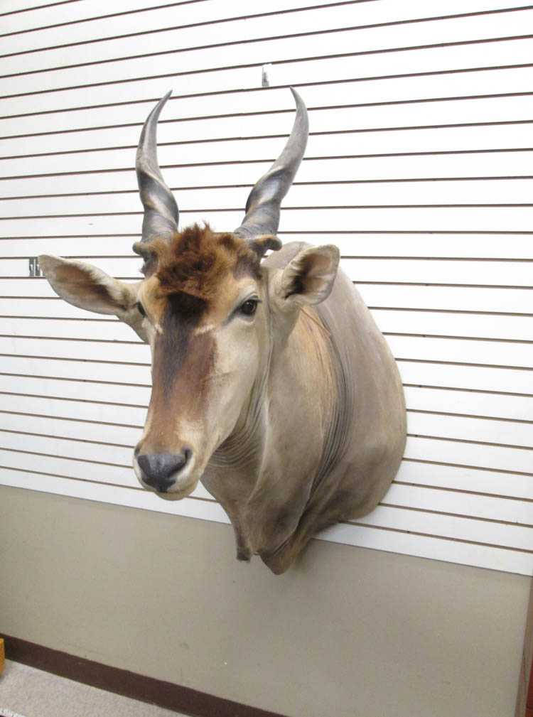 Appraisal: AFRICAN CAPE ELAND trophy head mount with horns Piet Retief