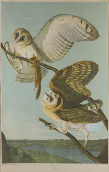 Appraisal: Bien Chromolithograph of Audubon's Barn Owl after John James Audubon