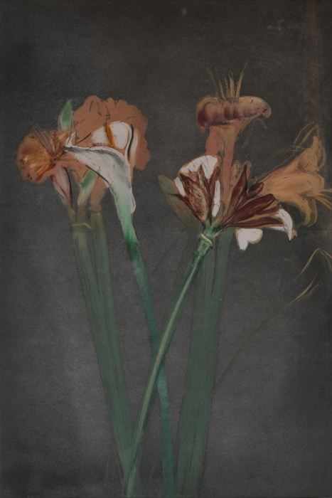 Appraisal: MICHAEL MAZUR b AMARYLLIS CALLA LILLIES IV Monotype x in