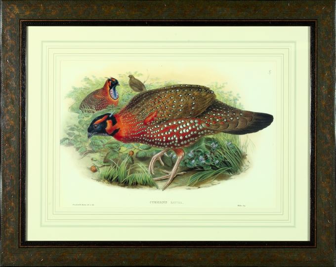 Appraisal: After Gould and Richter British th Century Pheasants suite of