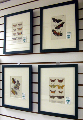 Appraisal: FOUR TH CENTURY CHROMOLITHOGRAPHS of Moths Butterflies by Wyman Sons