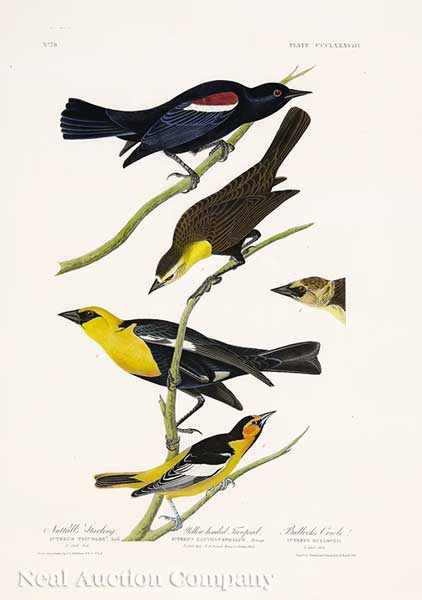 Appraisal: John James Audubon American - Nuttal's Starling Yellow-Headed Troopial Bullock's