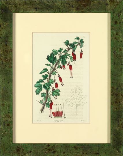 Appraisal: Robert Sweet British - Botanicals suite of eight hand-colored engravings