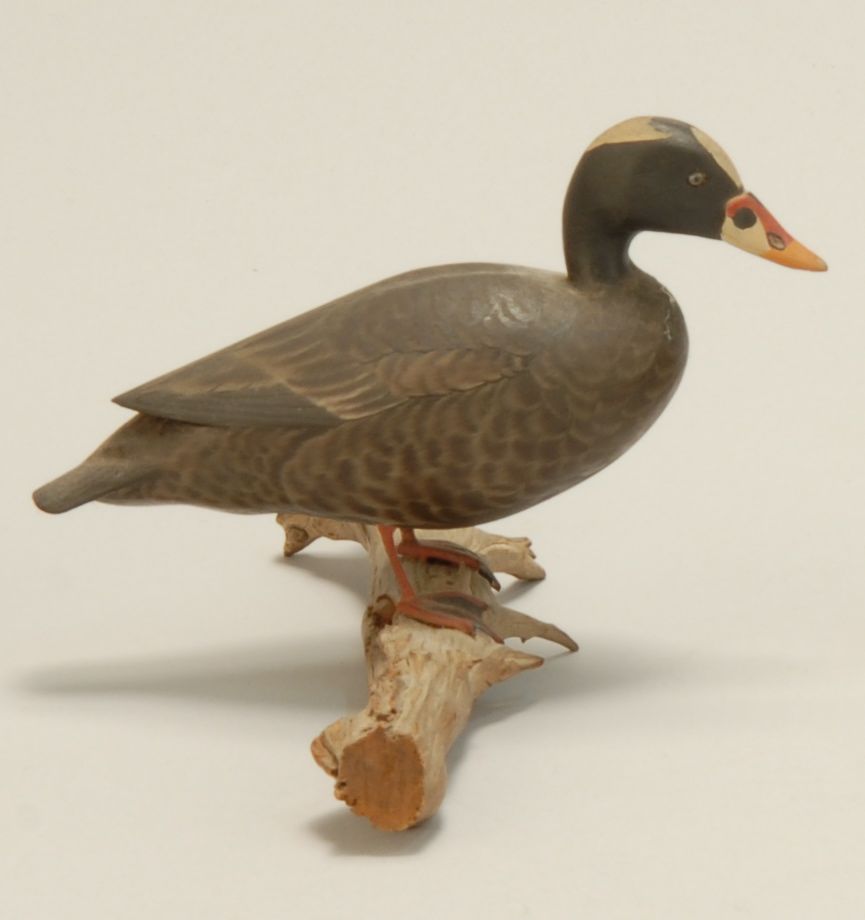 Appraisal: MINIATURE MALE SURF SCOTER By James Lapham of Dennisport Massachusetts