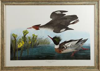 Appraisal: John James Audubon - Red-breasted Merganser No Plate Amsterdam edition