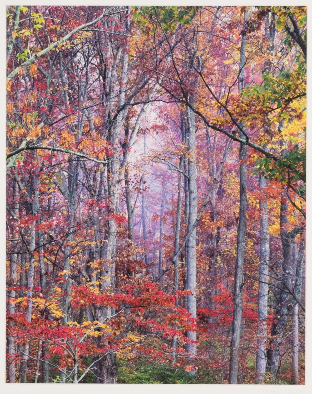 Appraisal: CHRISTOPHER BURKETT Oregon born color photograph Glowing Autumn Forest Virginia