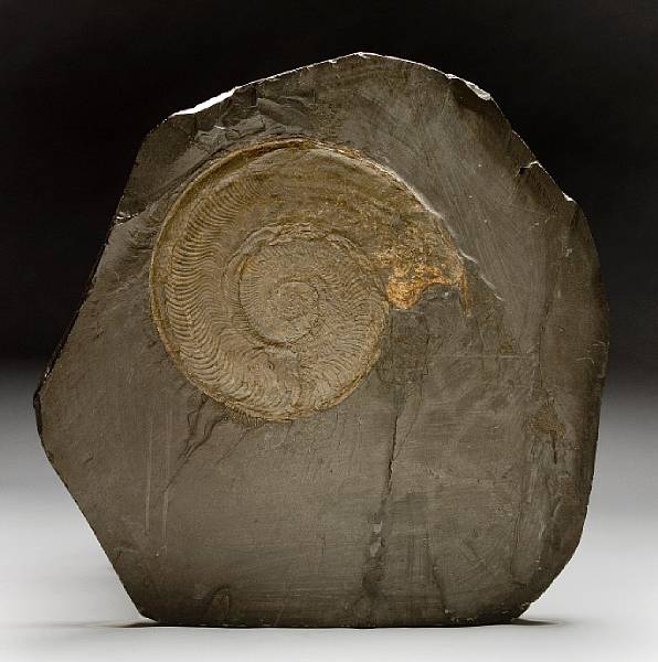 Appraisal: German Ammonite on Matrix Hildoceras Jurassic Holzmaden Germany A classic