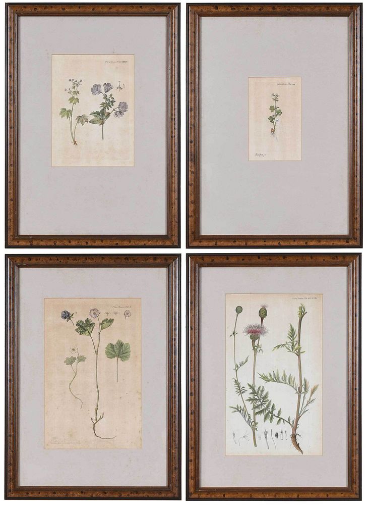 Appraisal: Four Framed Flora Danica Prints Danish - four botanical prints