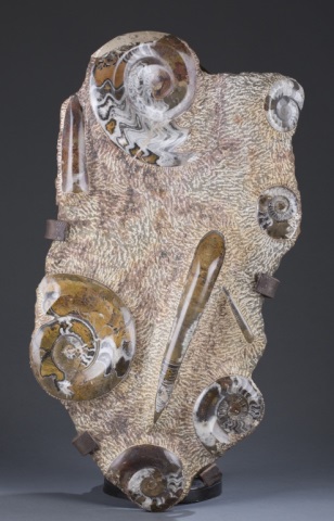 Appraisal: Ammonite Orthoceras Mortality Plate From the Tindouf Basin Morocco L