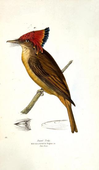 Appraisal: SWAINSON William A selection of the birds of Brazil and