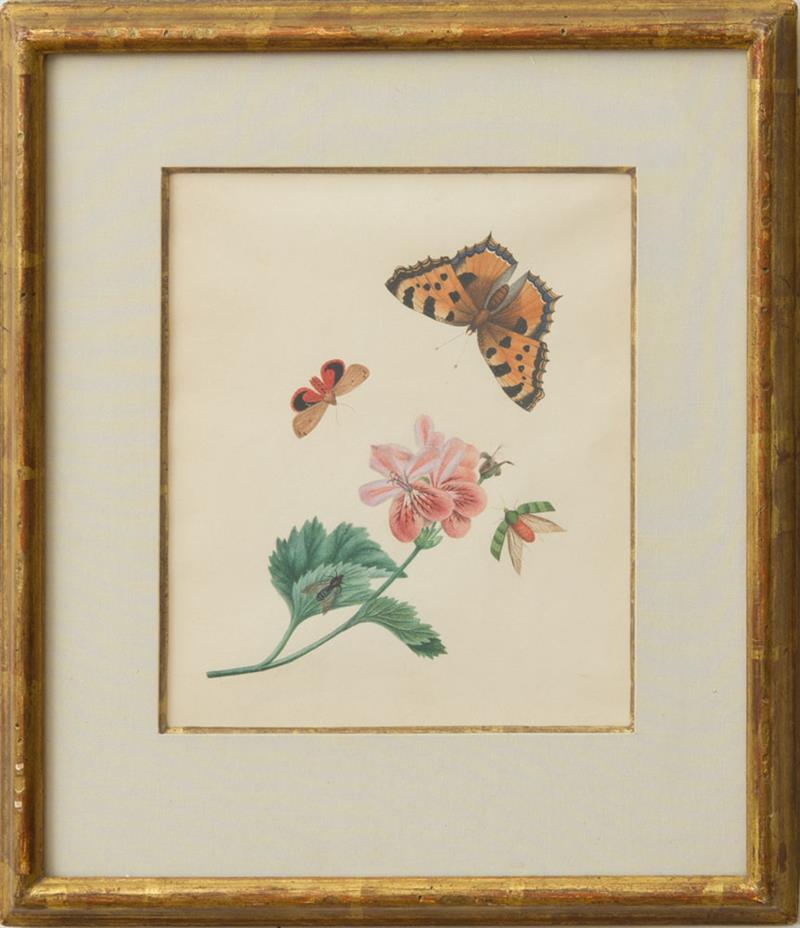 Appraisal: EUROPEAN SCHOOL INSECTS Watercolor on paper unsigned x in sheet