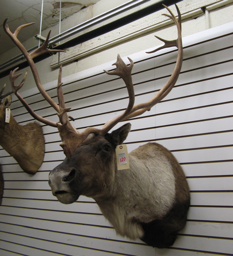 Appraisal: CANADIAN WOODLAND CARIBOU rangifer tarandus trophy head mount with antlers