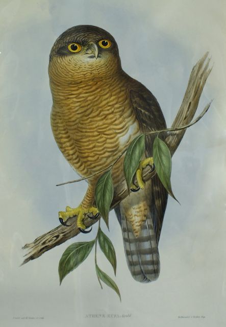 Appraisal: Rufous Owl Athene Rufa