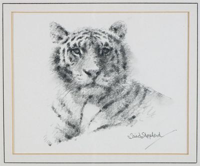 Appraisal: David Shepherd b Tiger cub Signed also signed and inscribed