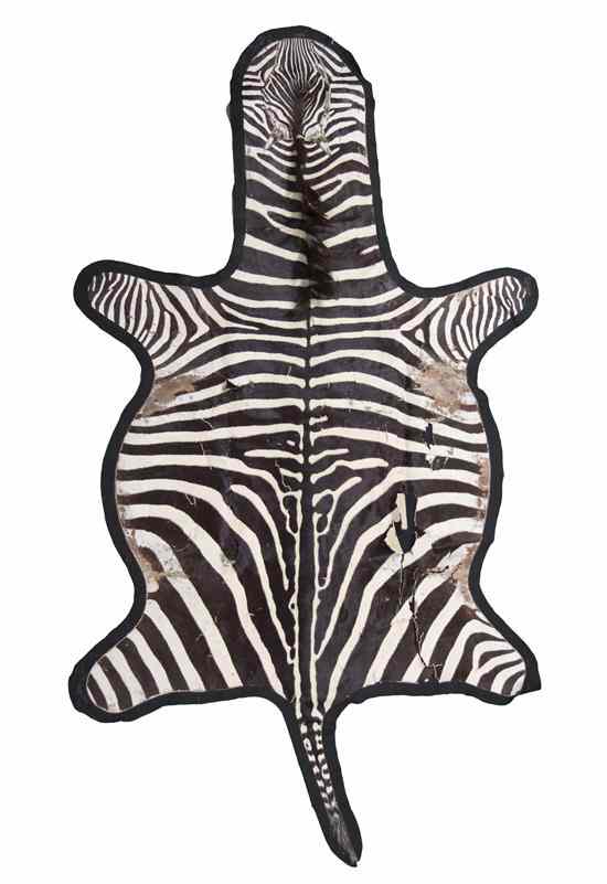 Appraisal: An African Zebra Hide Rug the entire animal hide intact