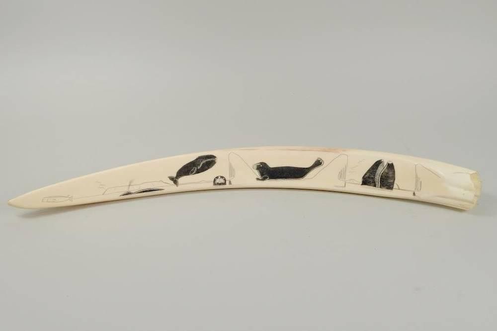 Appraisal: Inuit Scrimshaw Walrus Tusk Inuit scrimshaw walrus tusk unsigned depicting