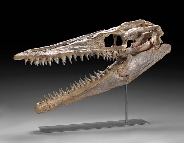 Appraisal: Mosasaurus Late Cretaceous An apex marine predator of the Late