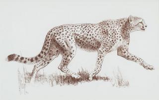 Appraisal: Striding Cheetah by Bob Kuhn Bob Kuhn - Striding Cheetah