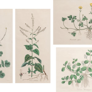 Appraisal: Four Hand Colored Botanical Engravings largest x inches sight