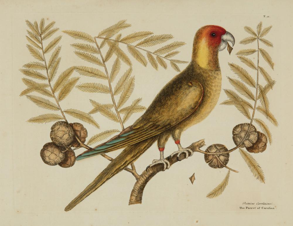 Appraisal: Mark Catesby British - The Parrot of Carolina hand-colored etching