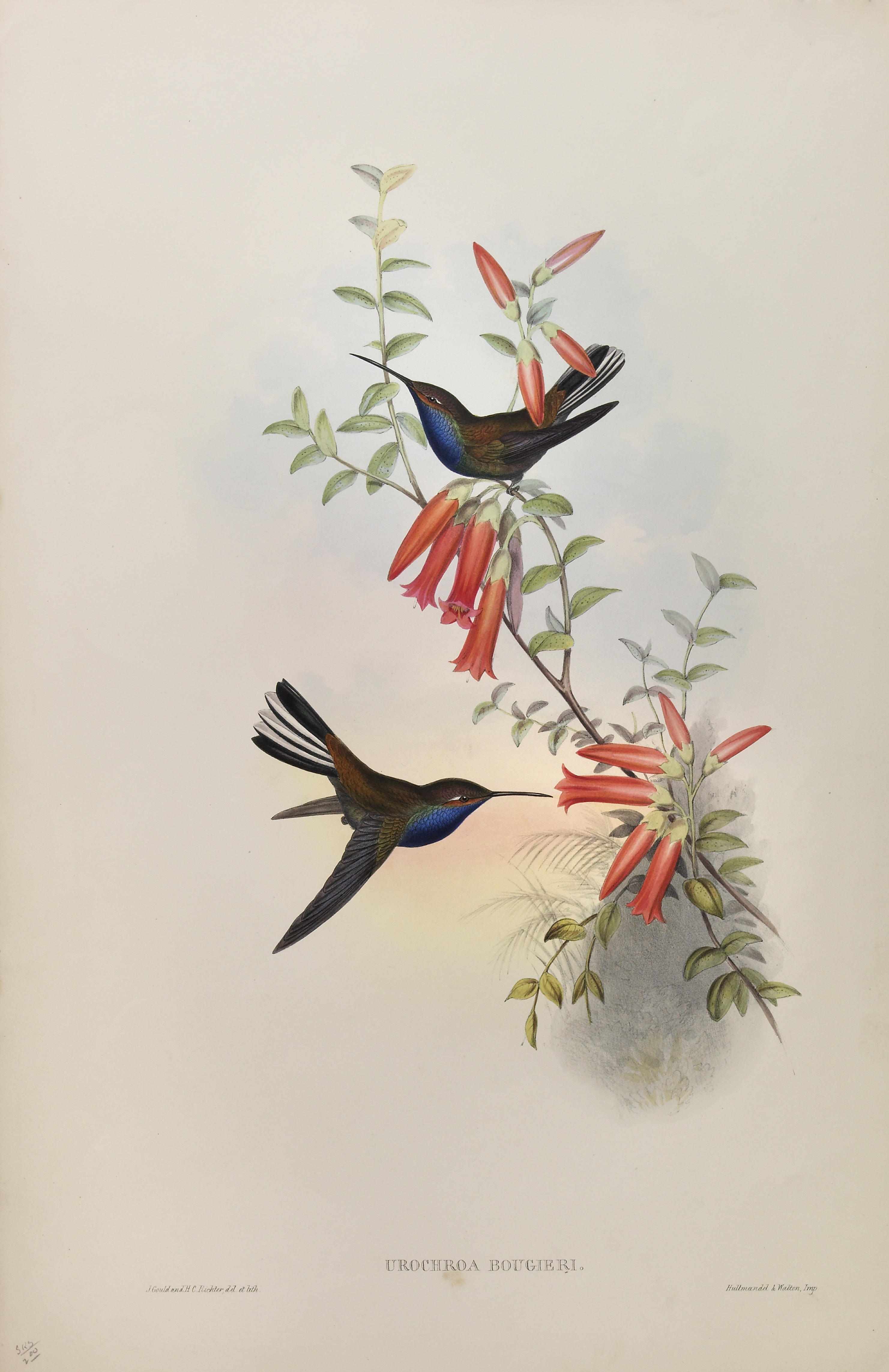 Appraisal: Gould Richter from Monograph of the Trochildae Group of nine