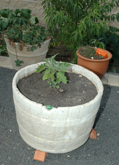 Appraisal: A LARGE COLLECTION OF POTTED PLANTS Including herbs in total