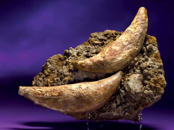 Appraisal: A PAIR OF HUGE FOSSIL SPERM WHALE TEETH ON NATURAL