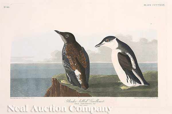 Appraisal: John James Audubon American - Slender-billed Guillemot Plate hand-colored engraving