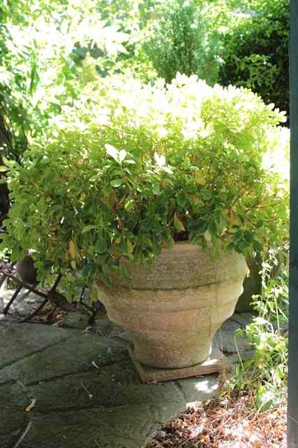 Appraisal: A TERRACOTTA GLOBULAR PLANTER with ribbed decoration high