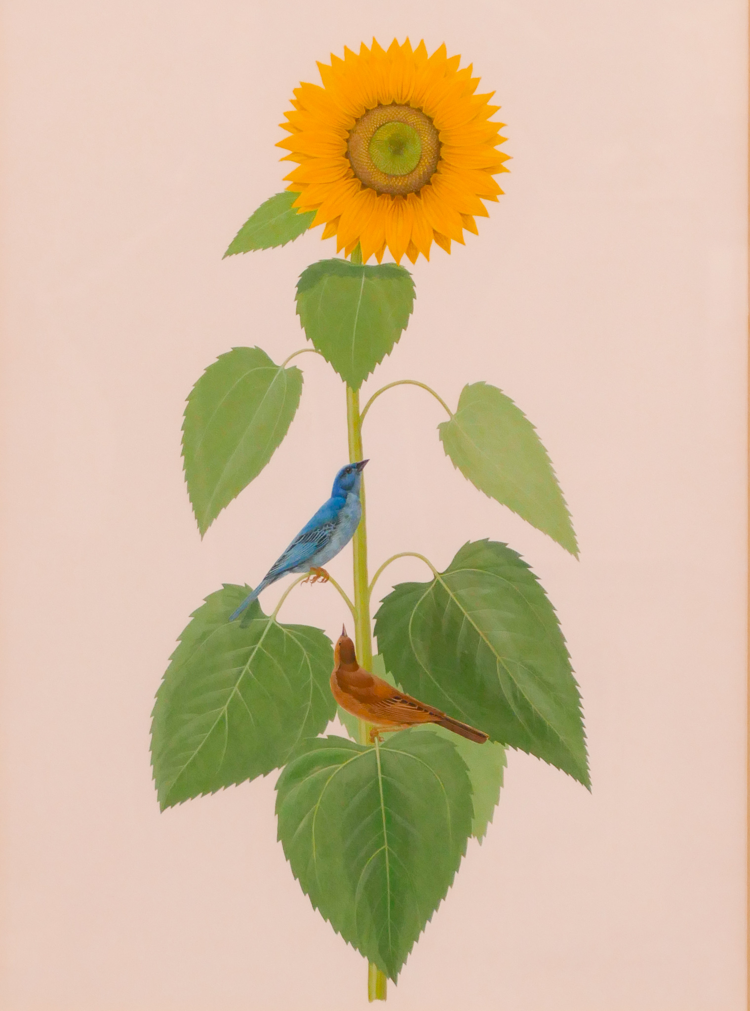 Appraisal: Lucien Harris Birds on Sunflower Gouache Painting Framed- x ''